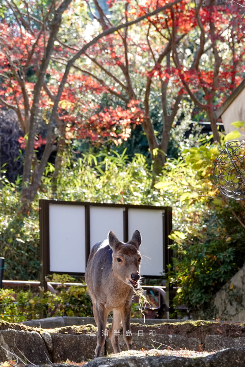 金沢動物園・ユーラシア区-ホンシュウジカとモミジの紅葉(撮影日:2025.12.05)