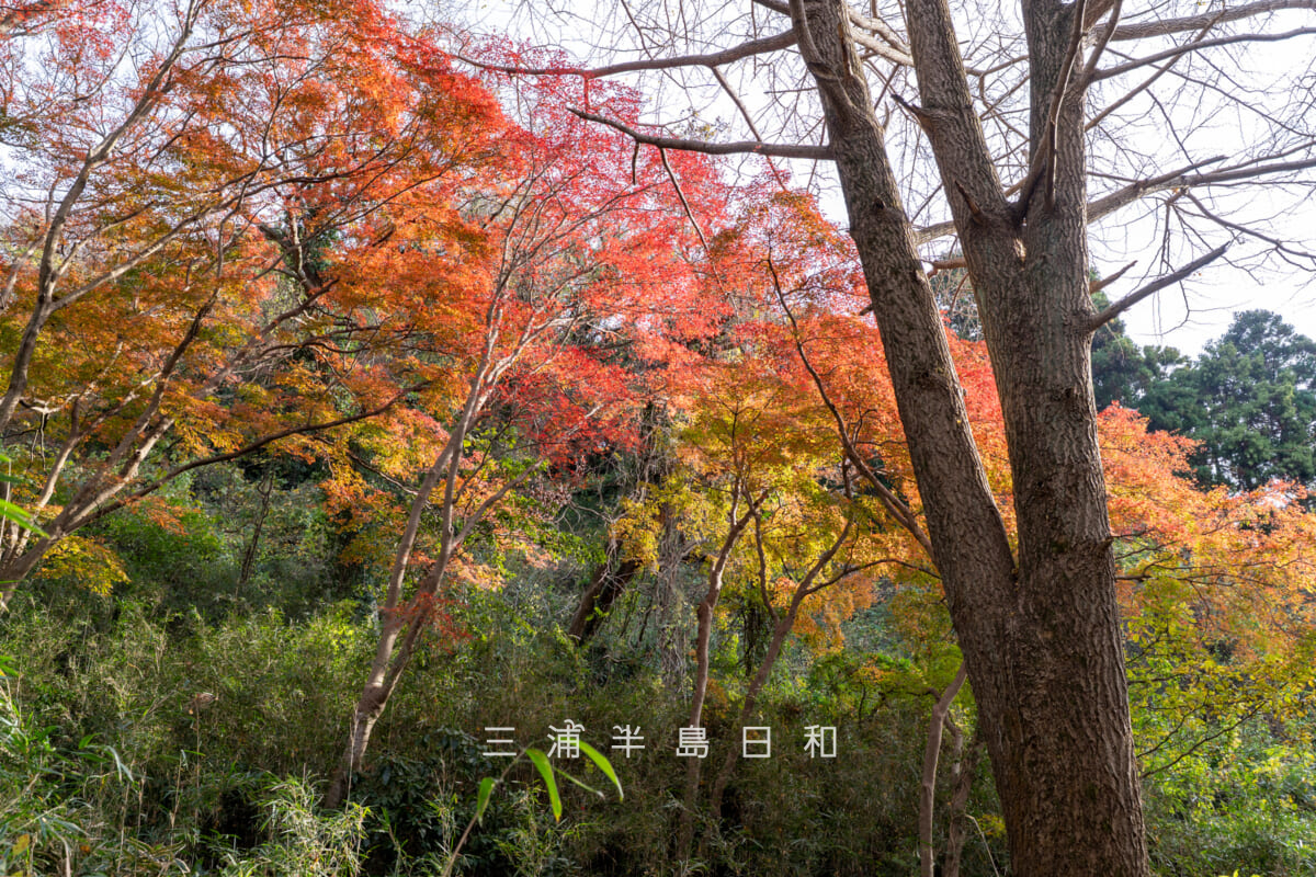 獅子舞(獅子舞谷)・上の方のモミジのグラデーション紅葉(撮影日:2025.12.10)