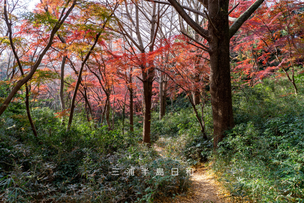 獅子舞(獅子舞谷)・モミジの紅葉を上側から望む-3(撮影日:2025.12.10)