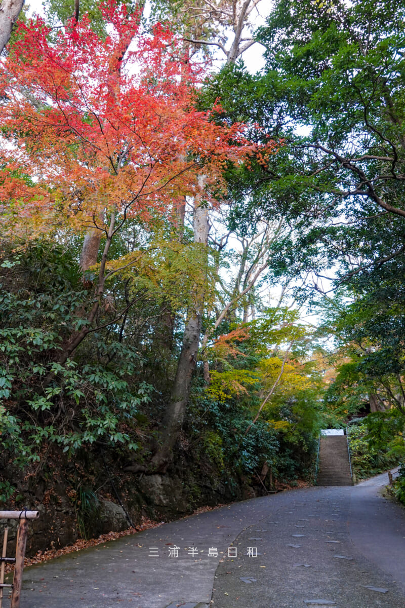 妙本寺・参道のモミジの紅葉(撮影日:2025.12.12)