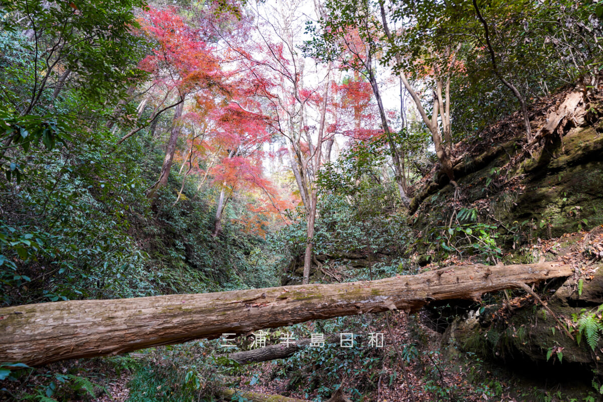 吉沢川渓流-上流の紅葉スポット③・倒木越しに望む(撮影日:2025.12.10)