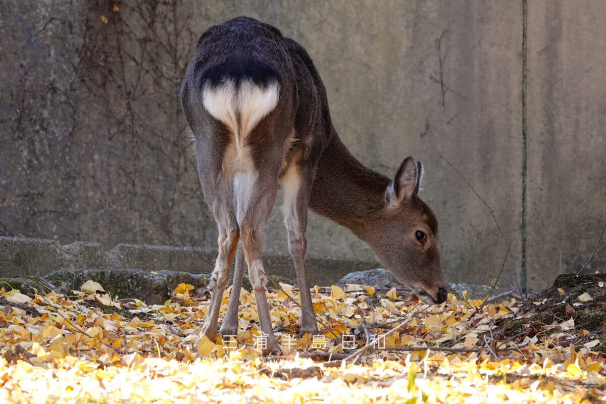 金沢動物園・ユーラシア区-キュートなお尻のホンシュウジカ(撮影日:2025.12.05)