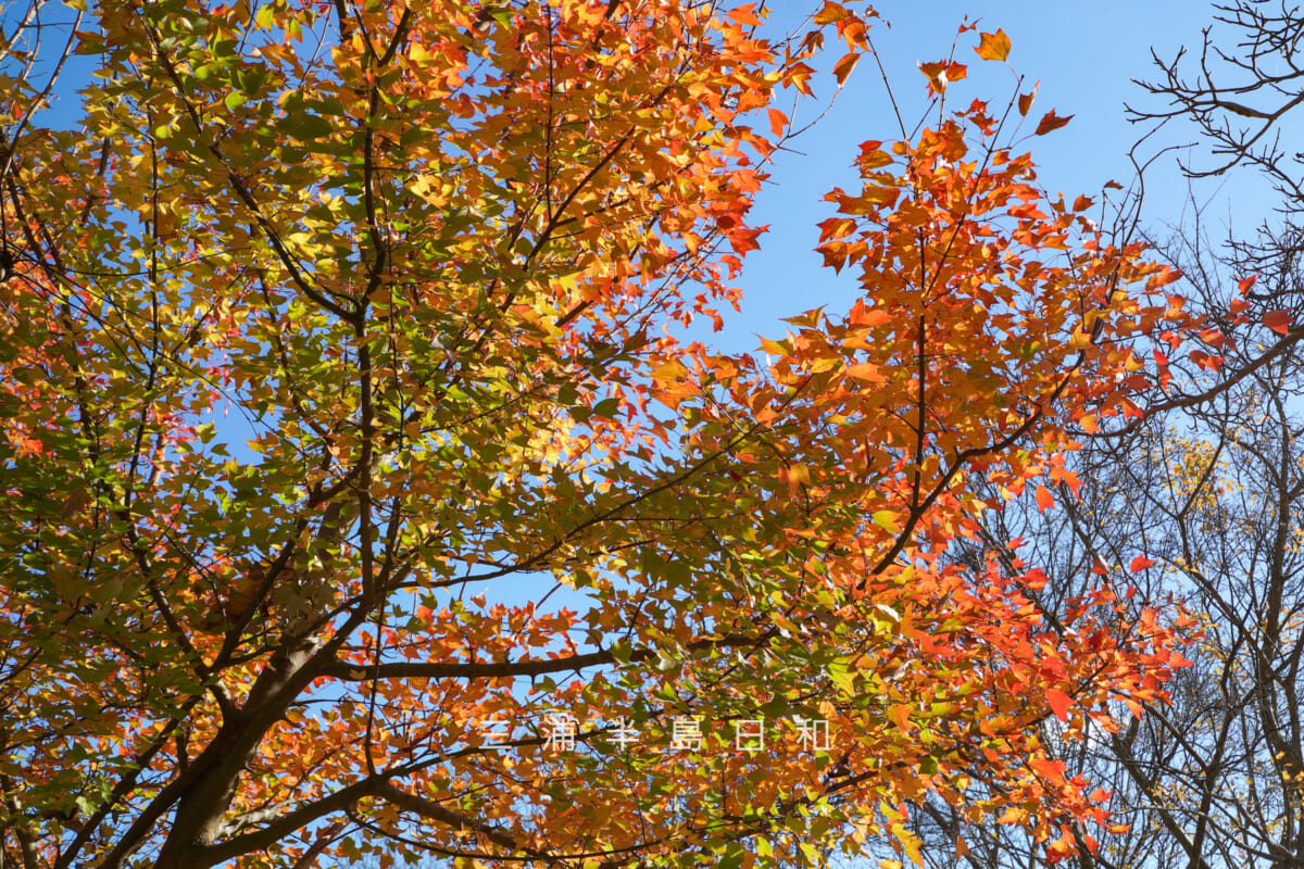 金沢自然公園・グラデーションが美しいトウカエデの紅葉(撮影日:2025.12.05)