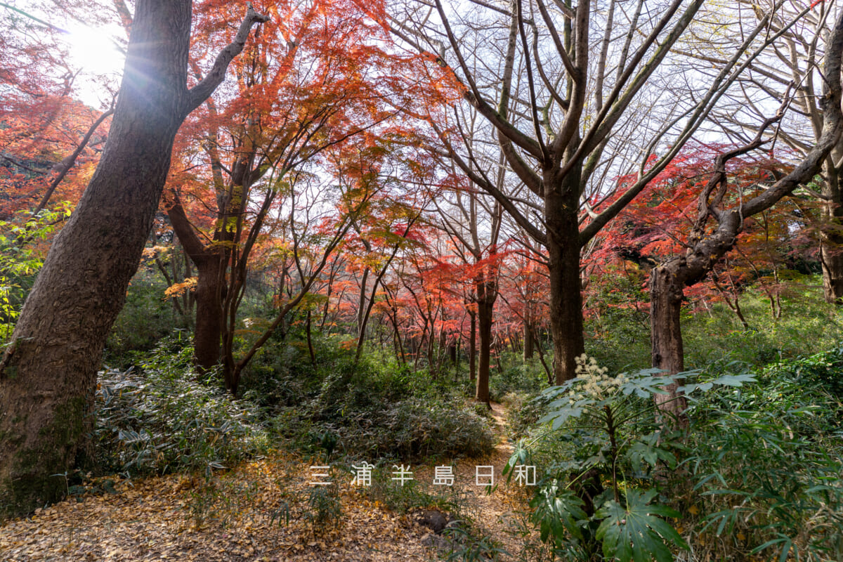 獅子舞(獅子舞谷)・モミジの紅葉を上側から望む-2(撮影日:2025.12.10)
