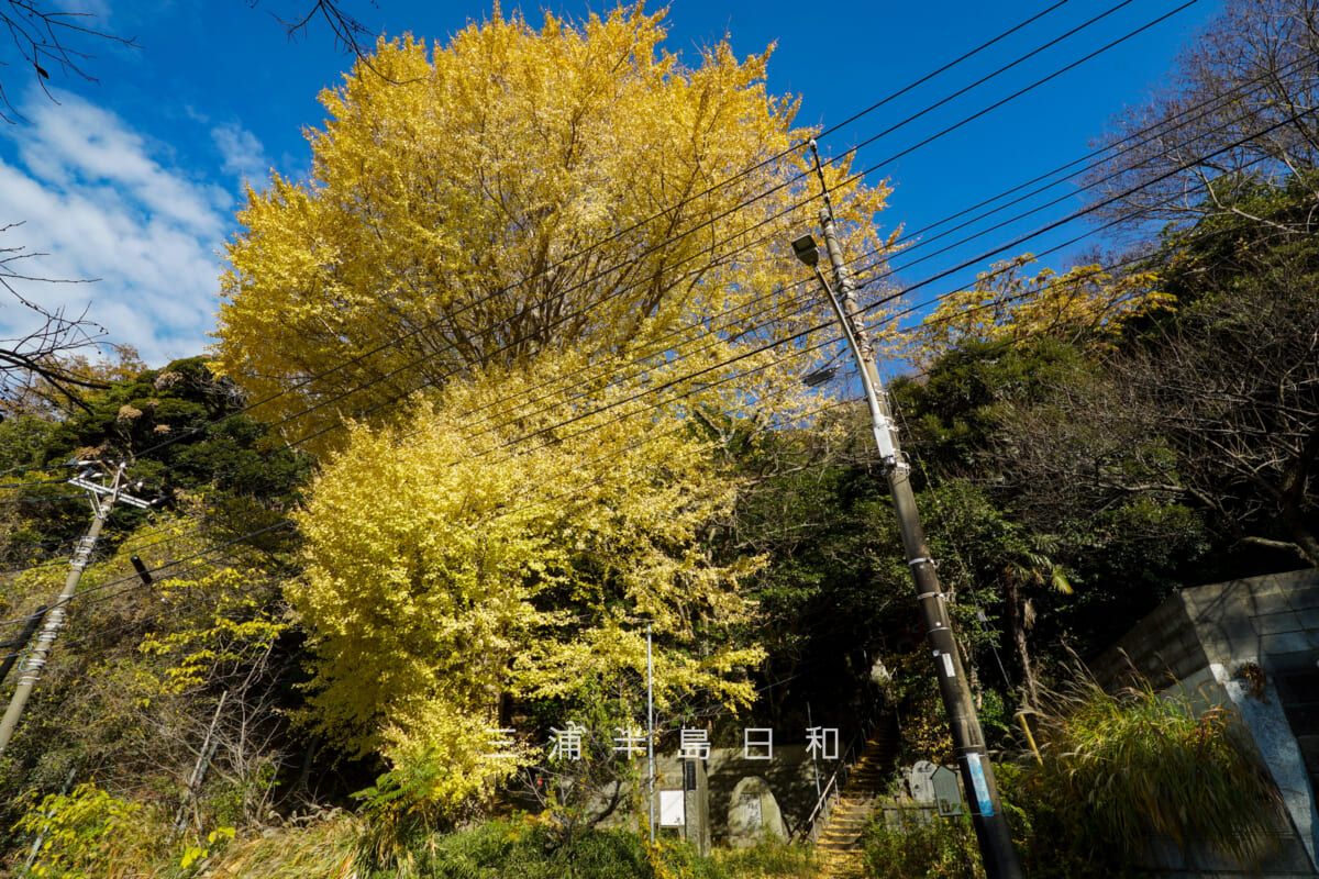 浄林寺-馬頭観音堂・黄葉した大銀杏（撮影日：2025.12.18）