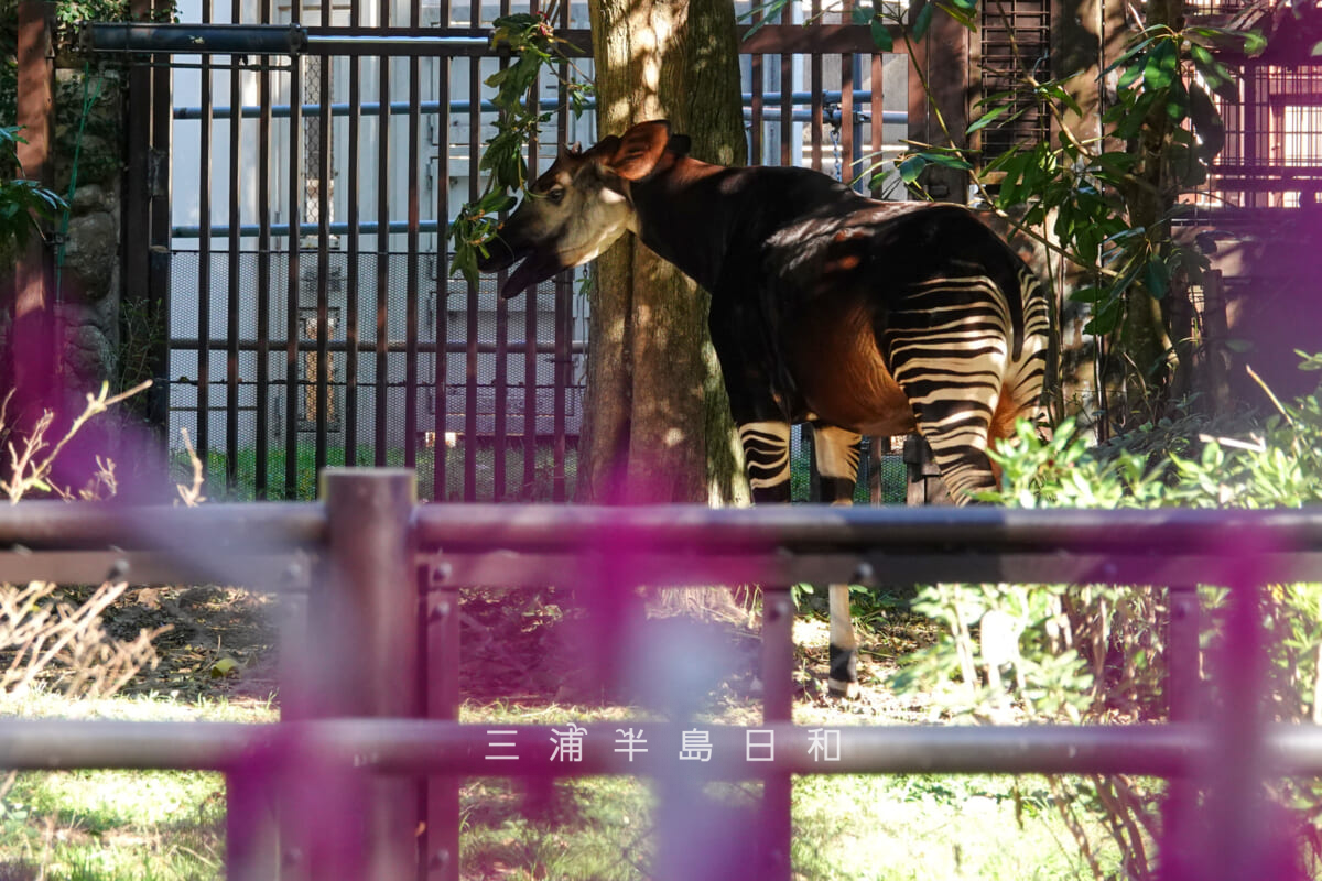 金沢動物園・アフリカ区-お食事中のオカピ(撮影日:2025.12.05)