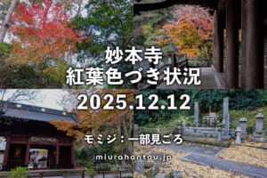 妙本寺・紅葉色づき状況（撮影日：2025.12.12）