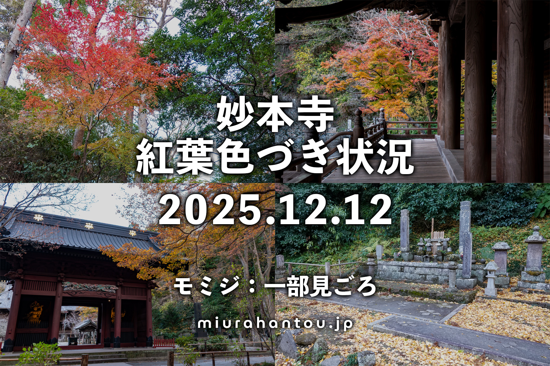 妙本寺・紅葉色づき状況（撮影日：2025.12.12）