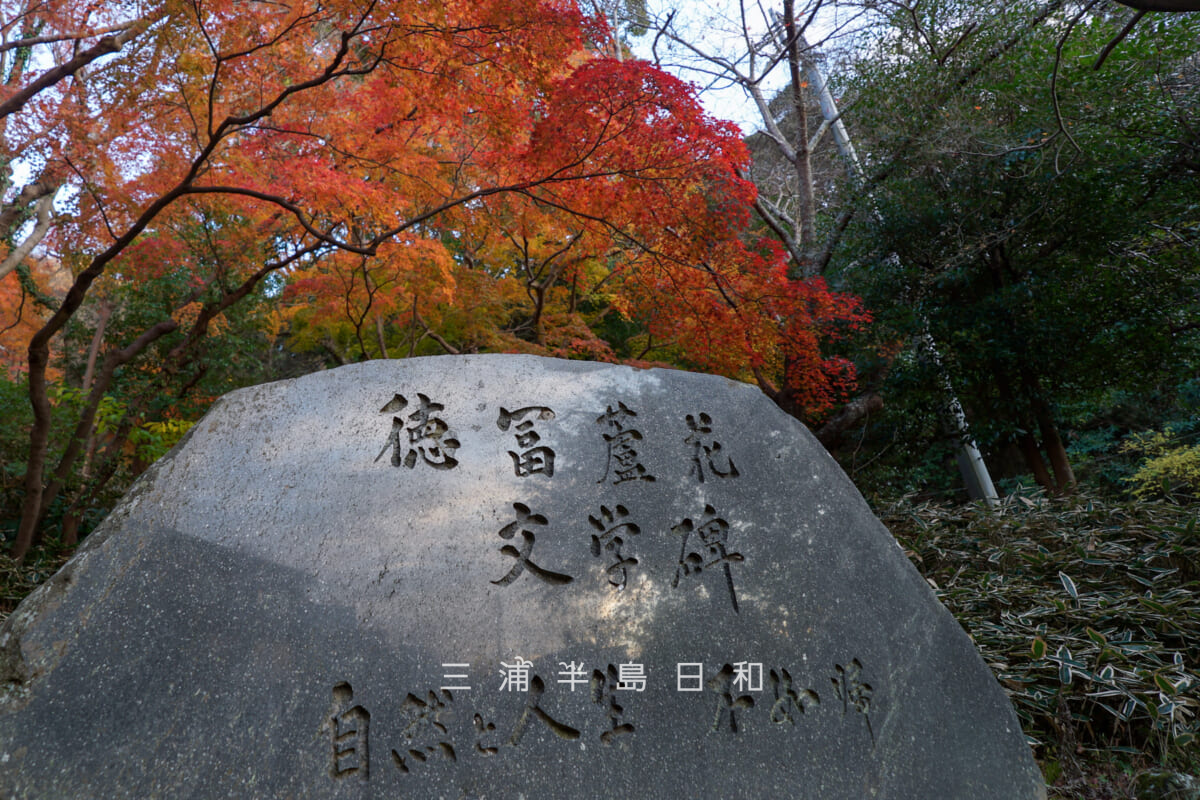 蘆花記念公園・徳冨蘆花文学記念碑と紅葉[アップ]（撮影日：2025.12.18）