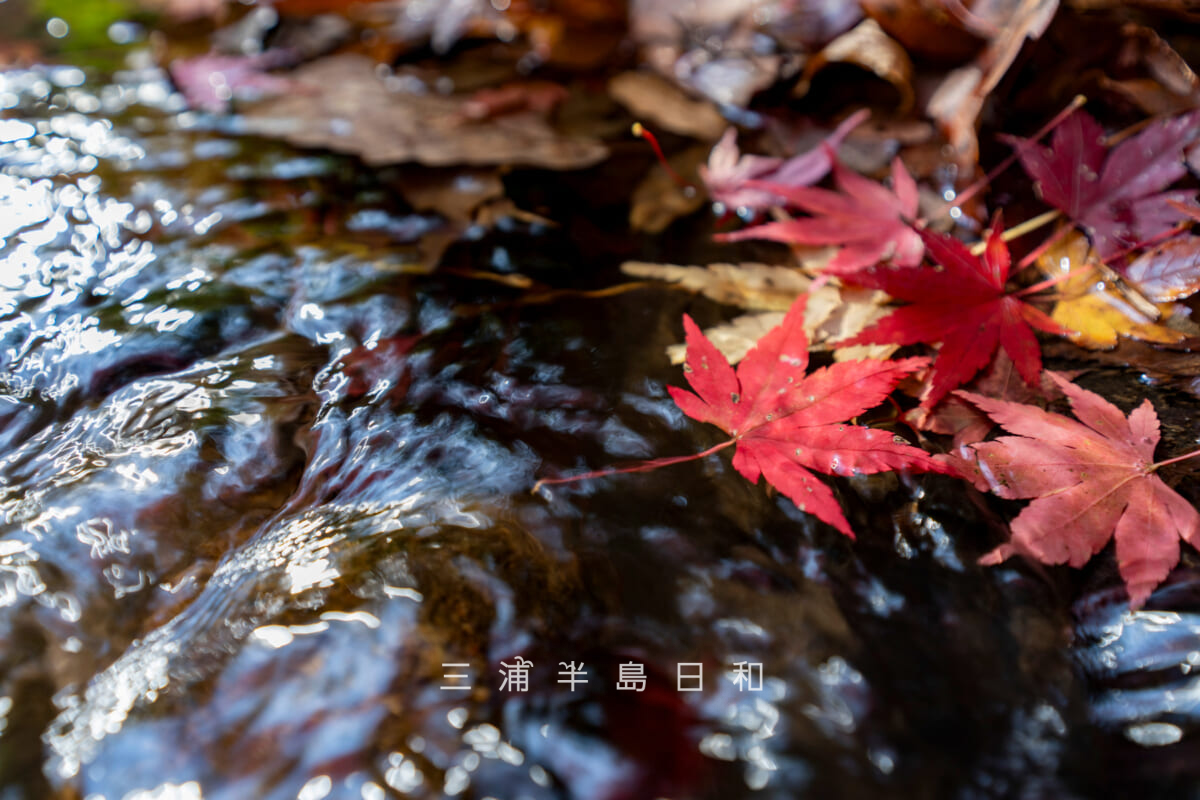 紅葉ヶ淵(吉沢川渓流)・吉沢川に落ちたモミジの葉(撮影日:2025.12.10)