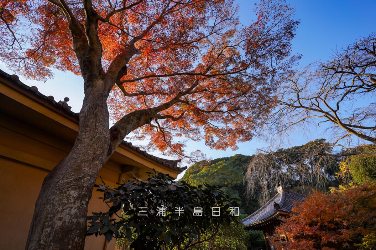 瑞泉寺・名勝瑞泉寺庭園のモミジの紅葉(撮影日:2025.12.10)