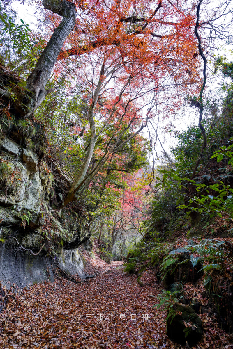 紅葉ヶ淵（吉沢川渓流）・吉沢川上流側より下流方面を望む[タテ]（撮影日：2025.12.10）