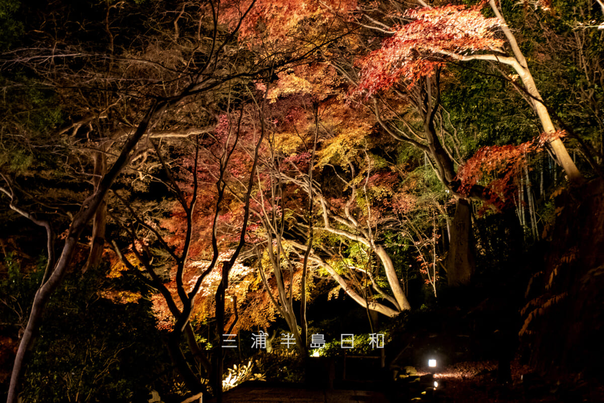長谷寺・ライトアップされた参道沿いの紅葉（撮影日：2025.12.18）