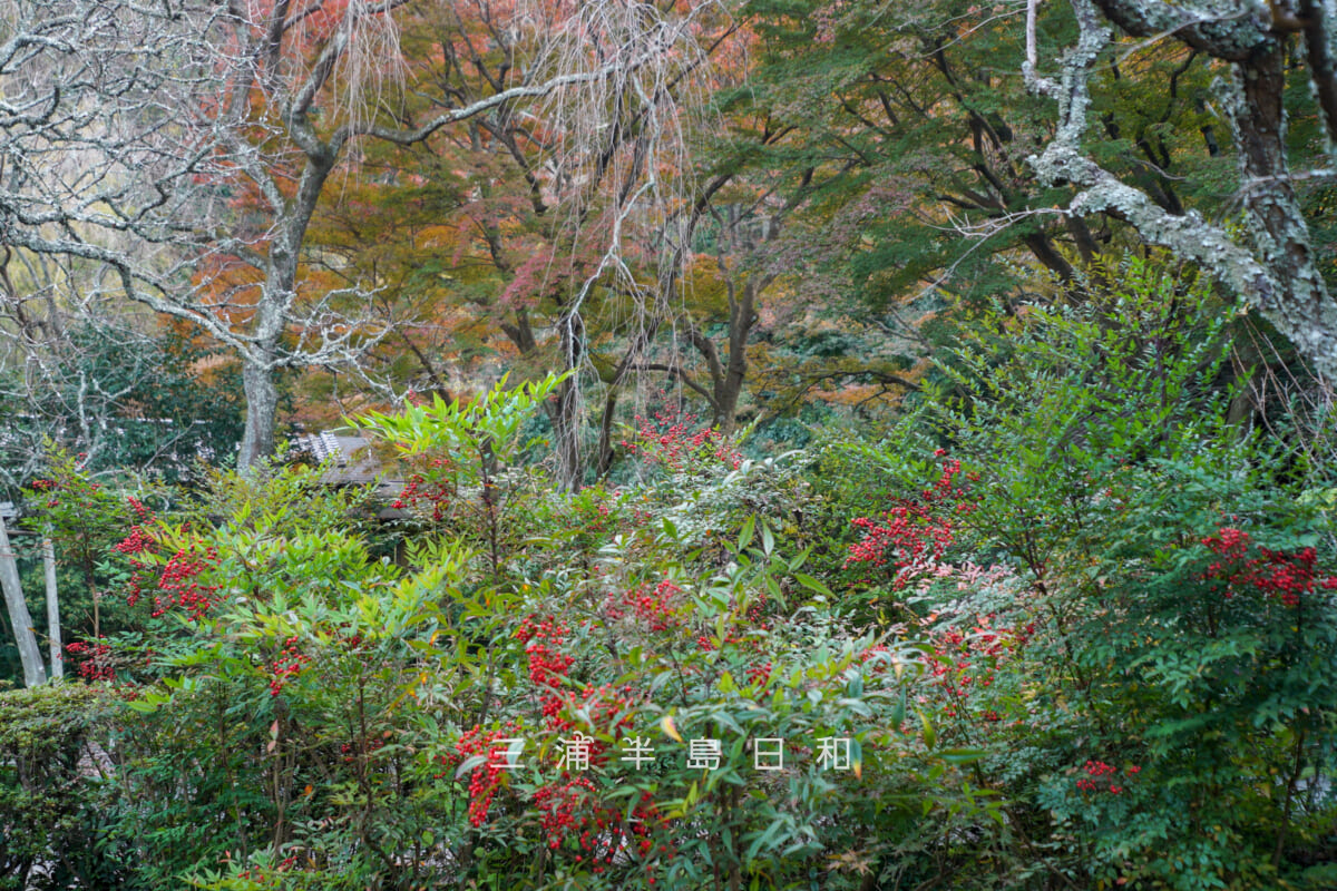 瑞泉寺・本堂前庭園のナンテン(撮影日:2025.12.10)