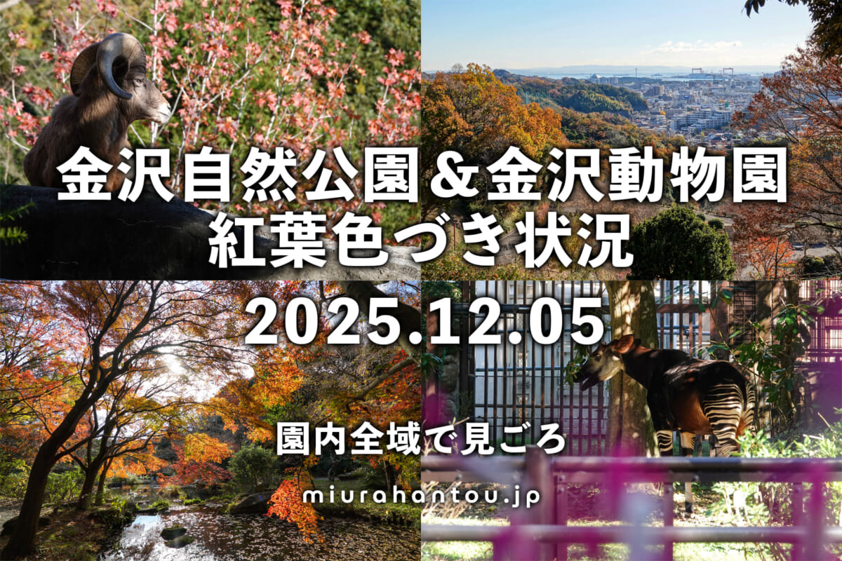 金沢自然公園＆金沢動物園・紅葉色づき状況（撮影日：2025.12.05）