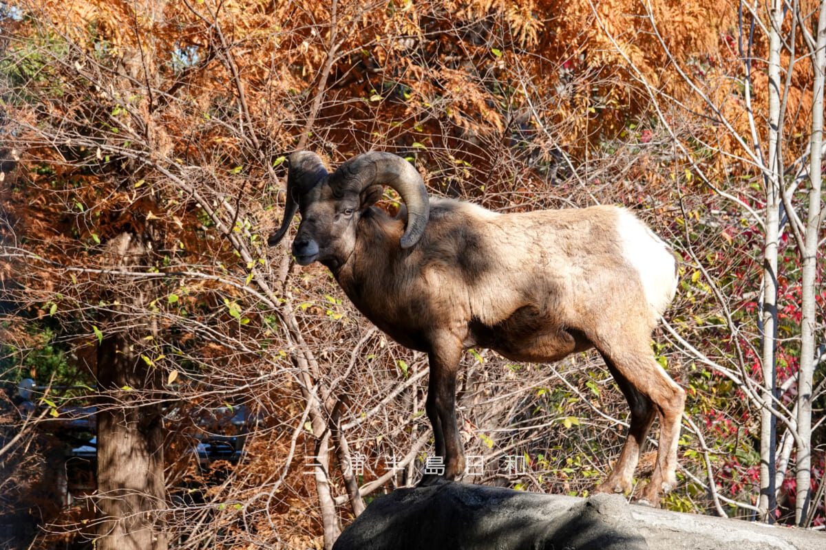 金沢動物園・アメリカ区-岩山の頂上でカメラ目線で立つオオツノヒツジ(オス)(撮影日:2025.12.05)