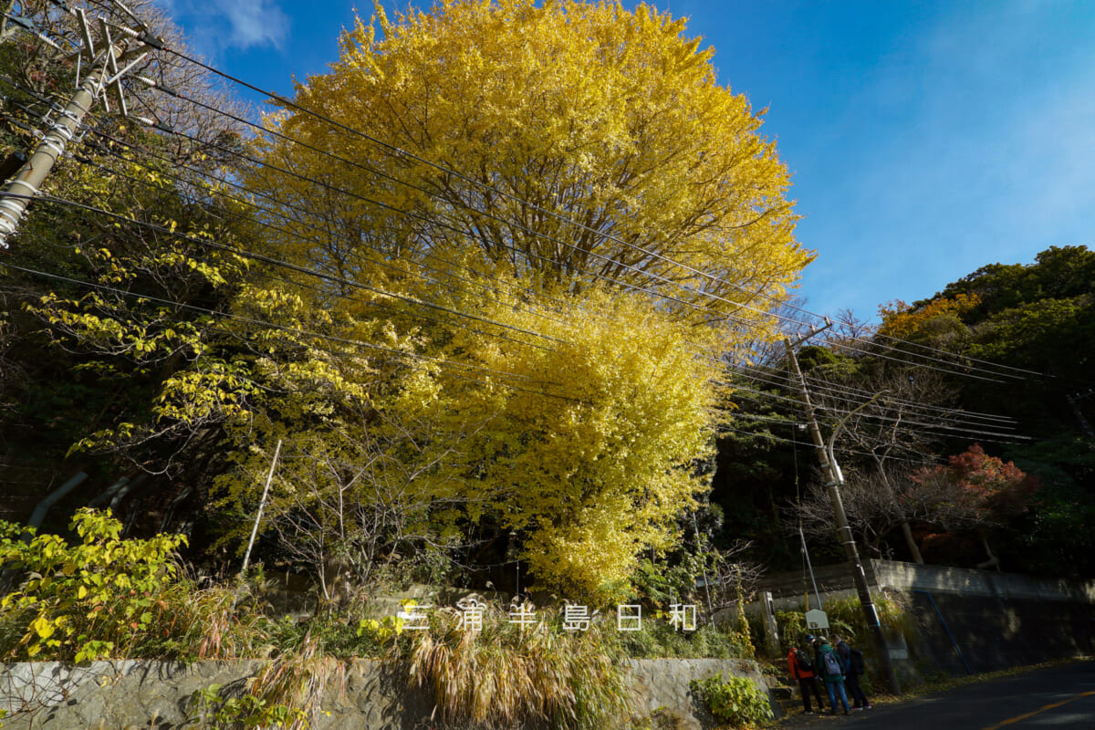 浄林寺-馬頭観音堂の大イチョウ（撮影日：2025.12.18）