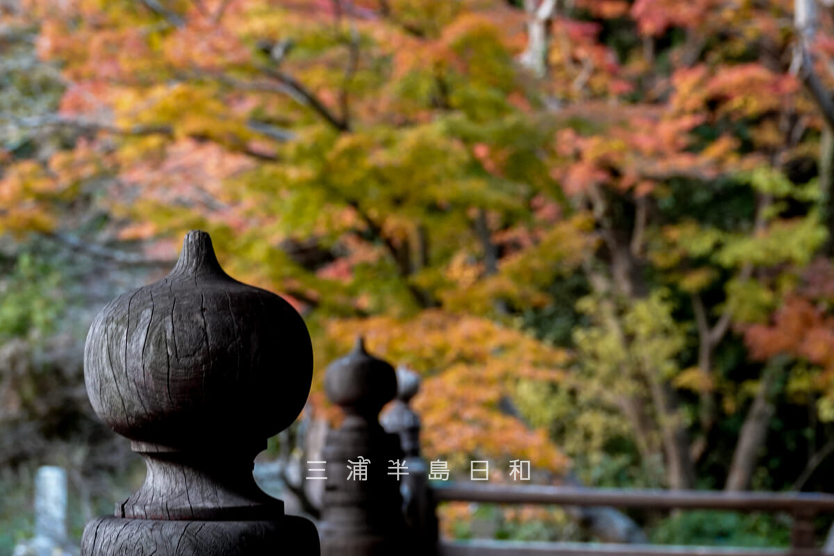 妙本寺・祖師堂欄干の擬宝珠越しに紅葉を望む(撮影日:2025.12.12)
