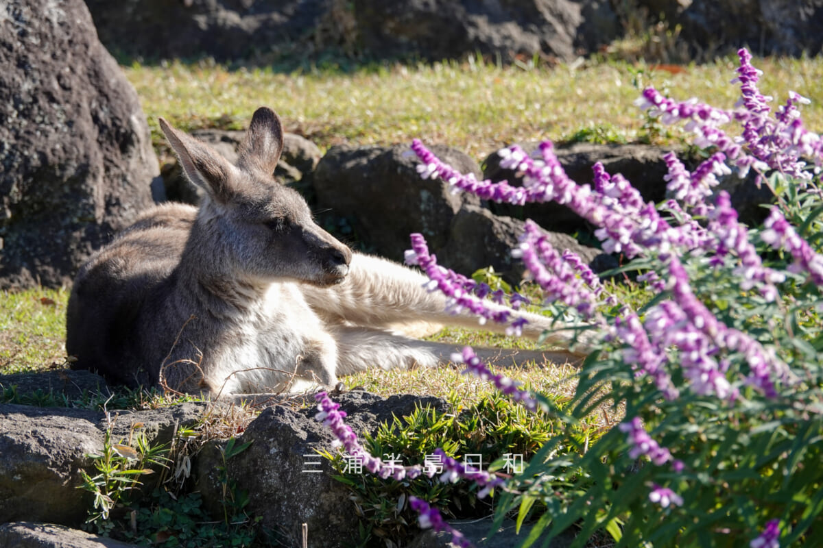 金沢動物園・オセアニア区-芝生でくつろぐオオカンガルー(撮影日:2025.12.05)