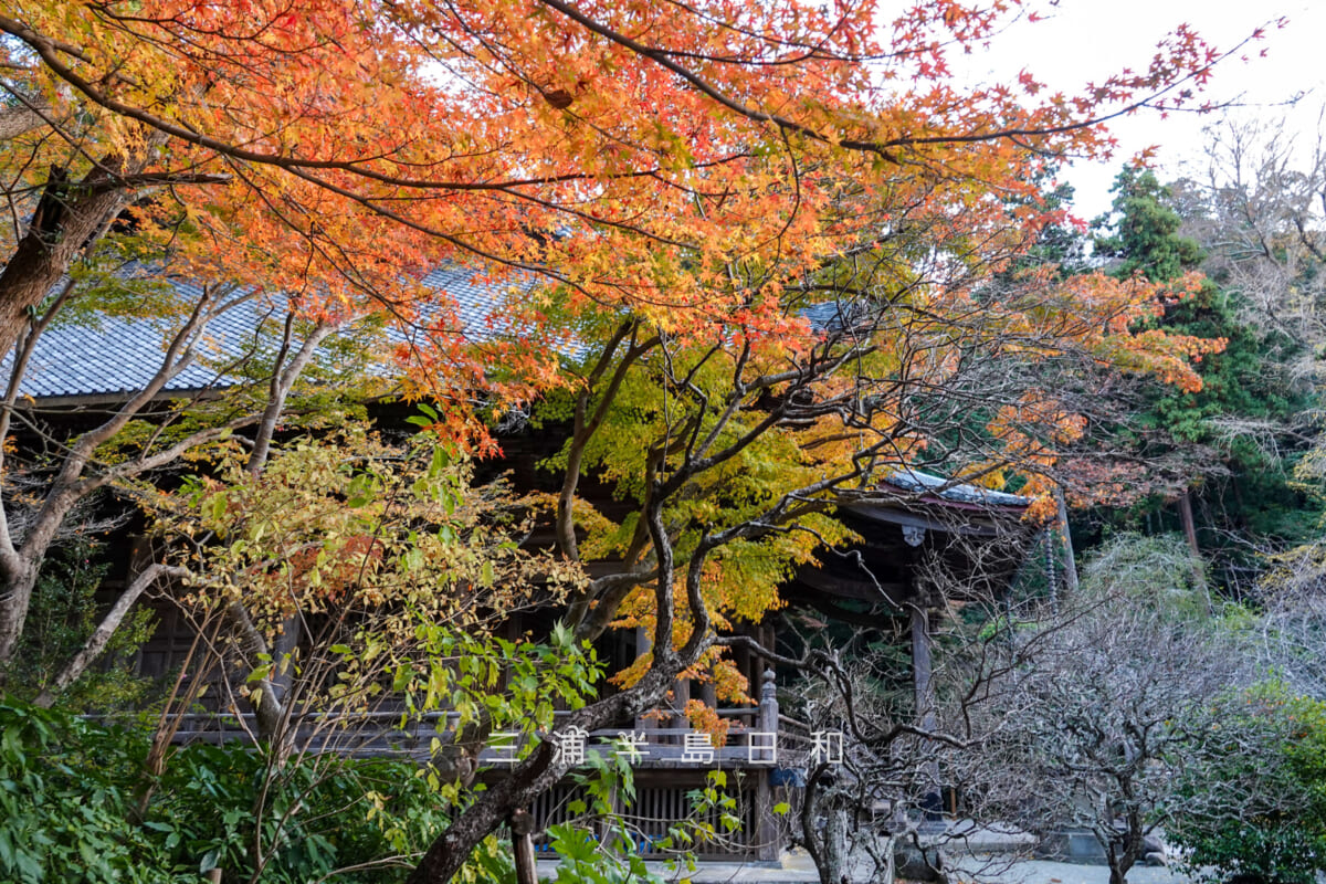 妙本寺・祖師堂左わきのモミジの紅葉(撮影日:2025.12.12)
