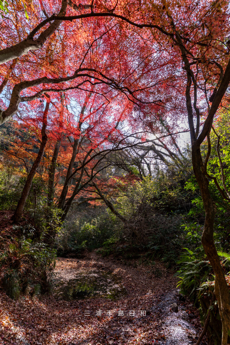 紅葉ヶ淵（吉沢川渓流）[タテ]（撮影日：2025.12.10）