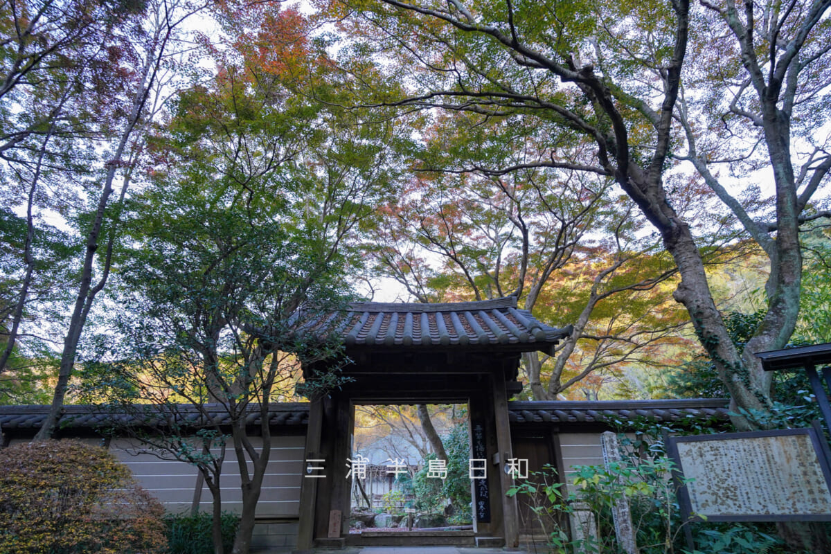 瑞泉寺・山門周辺のモミジ(撮影日:2025.12.10)