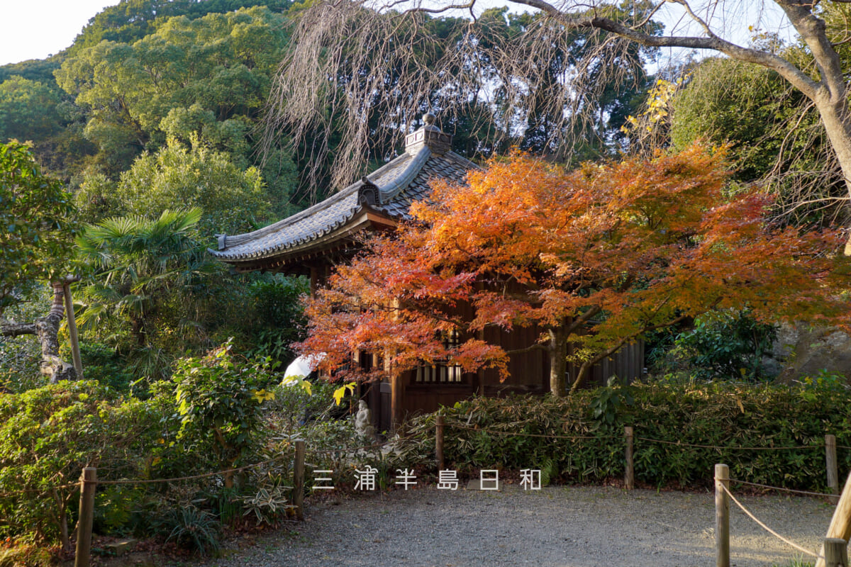 瑞泉寺・地蔵堂のモミジの紅葉(撮影日:2025.12.10)