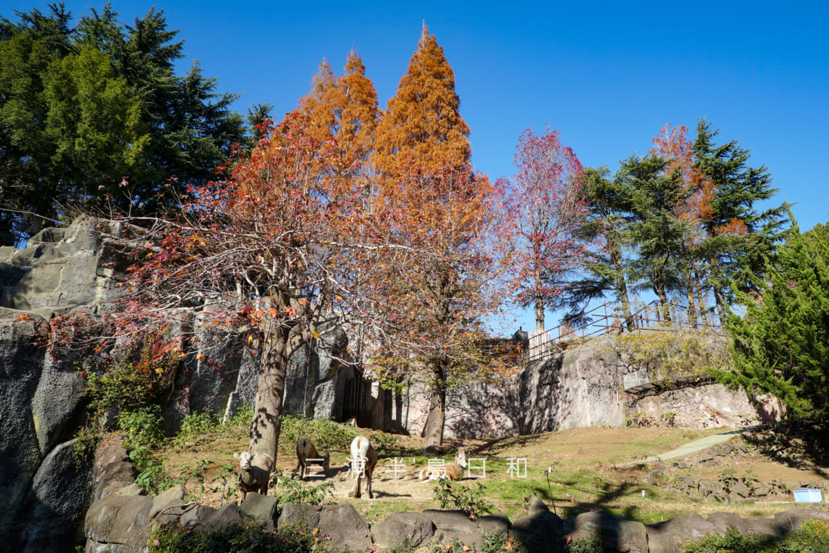 金沢動物園・アメリカ区-オオツノヒツジの展示場(撮影日:2025.12.05)