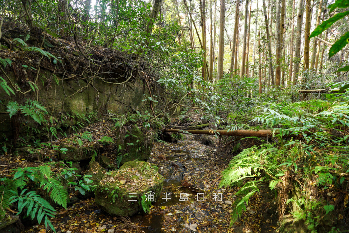 吉沢川渓流・倒木が多数(撮影日:2025.12.10)