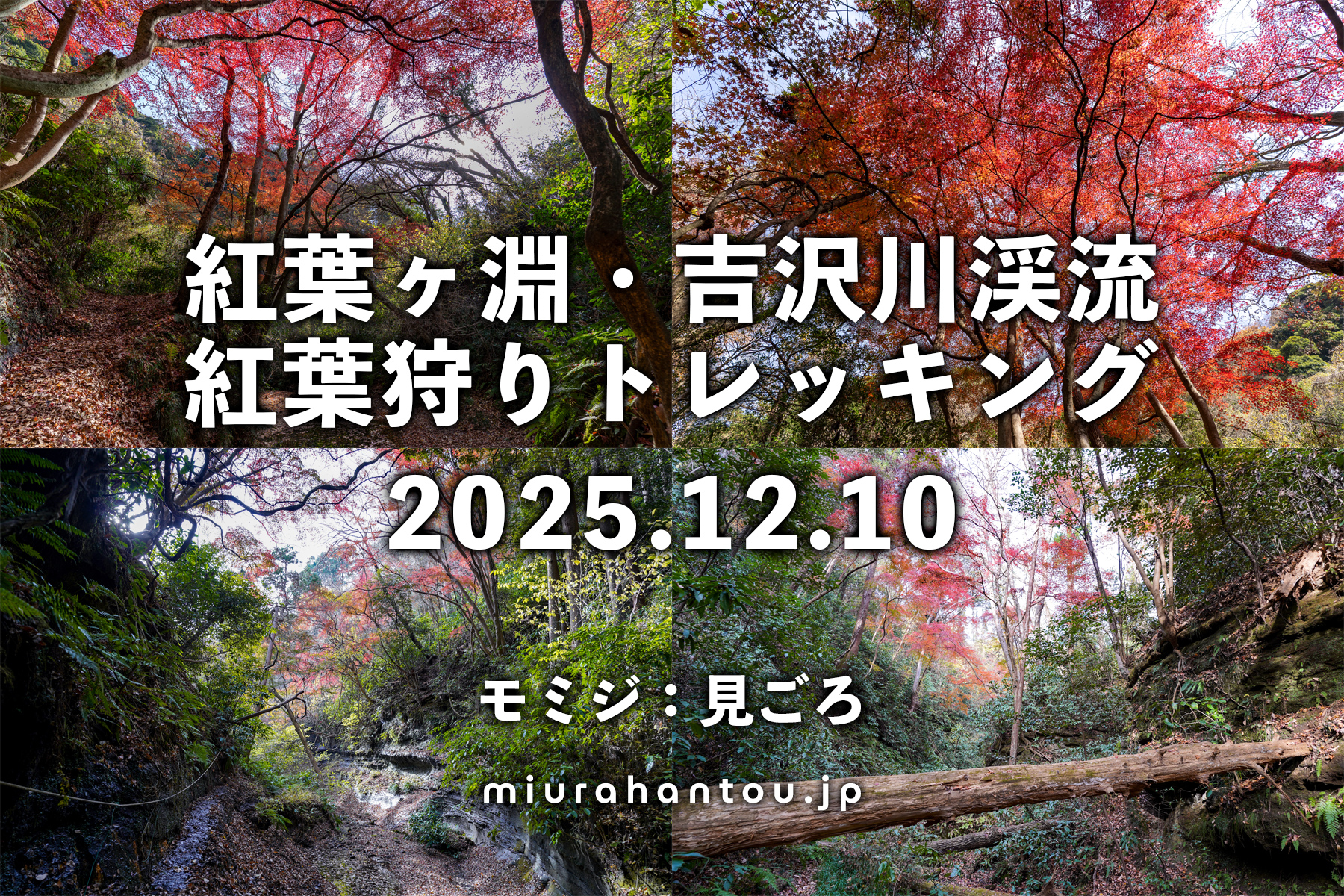 紅葉ヶ淵-吉沢川渓流トレッキング・紅葉色づき状況（撮影日：2025.12.10）