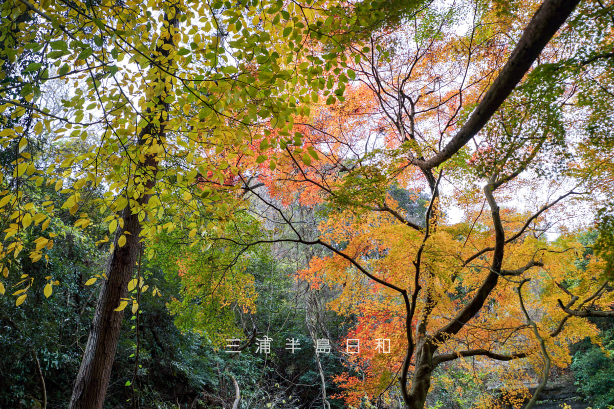 吉沢川渓流-上流の紅葉スポット①(お塔の窪方面との分岐近く)・紅葉を見上げる(撮影日:2025.12.10)