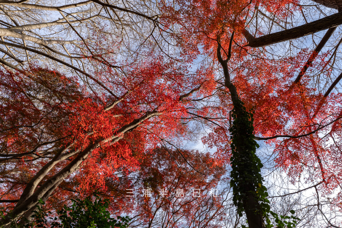 獅子舞(獅子舞谷)・モミジの紅葉を見上げる(撮影日:2025.12.10)