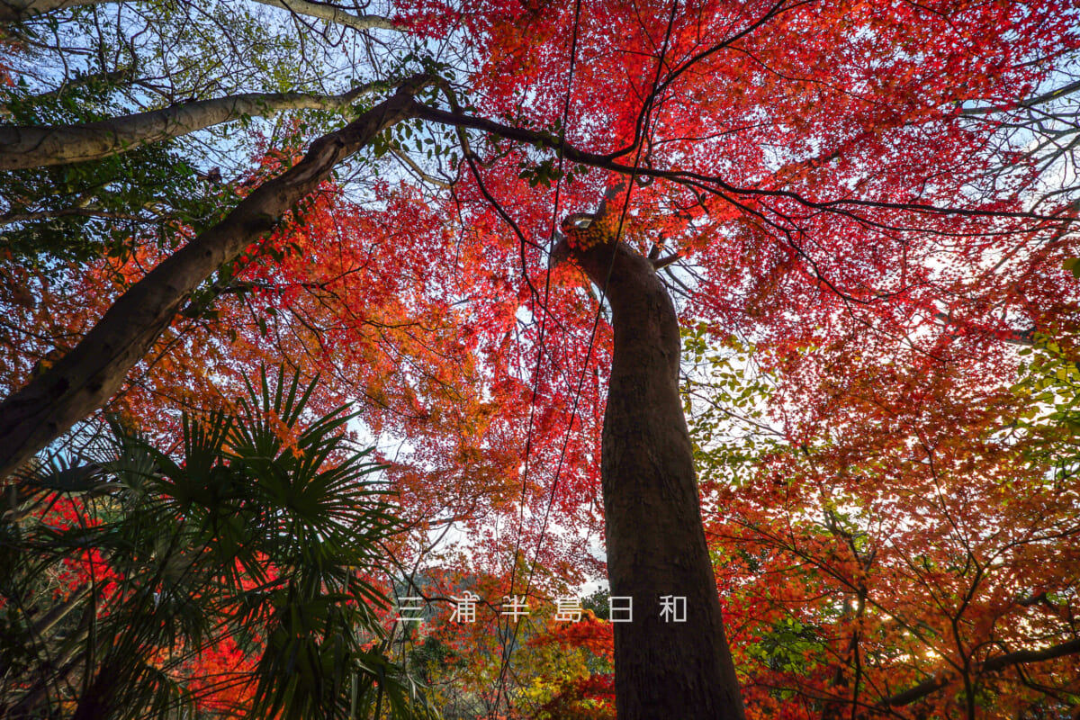 蘆花記念公園・いろいろな色が複雑に混ざった紅葉（撮影日：2025.12.18）