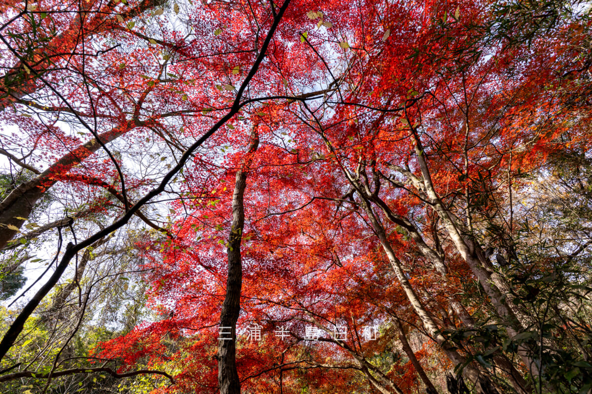 紅葉ヶ淵(吉沢川渓流)・紅葉したモミジを見上げる-2(撮影日:2025.12.10)