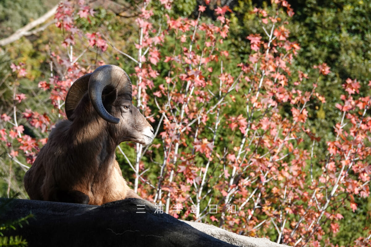 金沢動物園・アメリカ区-オオツノヒツジ(オス)とトウカエデの紅葉(撮影日:2025.12.05)