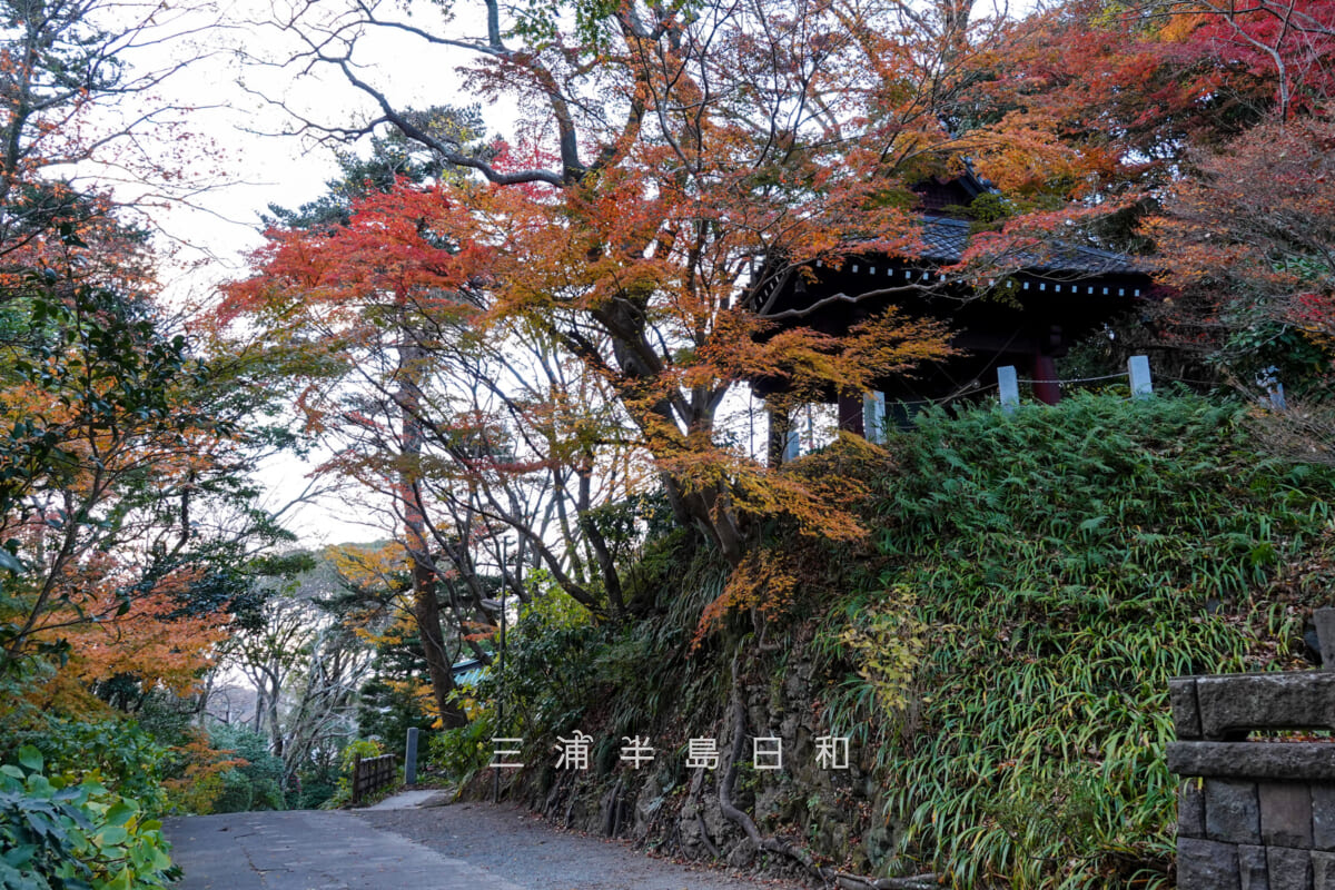 妙本寺・鐘楼周辺のモミジの紅葉(撮影日:2025.12.12)