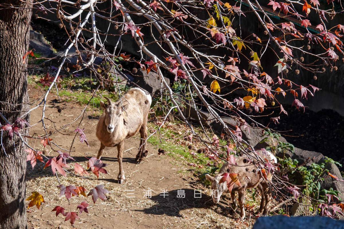 金沢動物園・アメリカ区-岩山の下でくつろぐオオツノヒツジ(メス)(撮影日:2025.12.05)