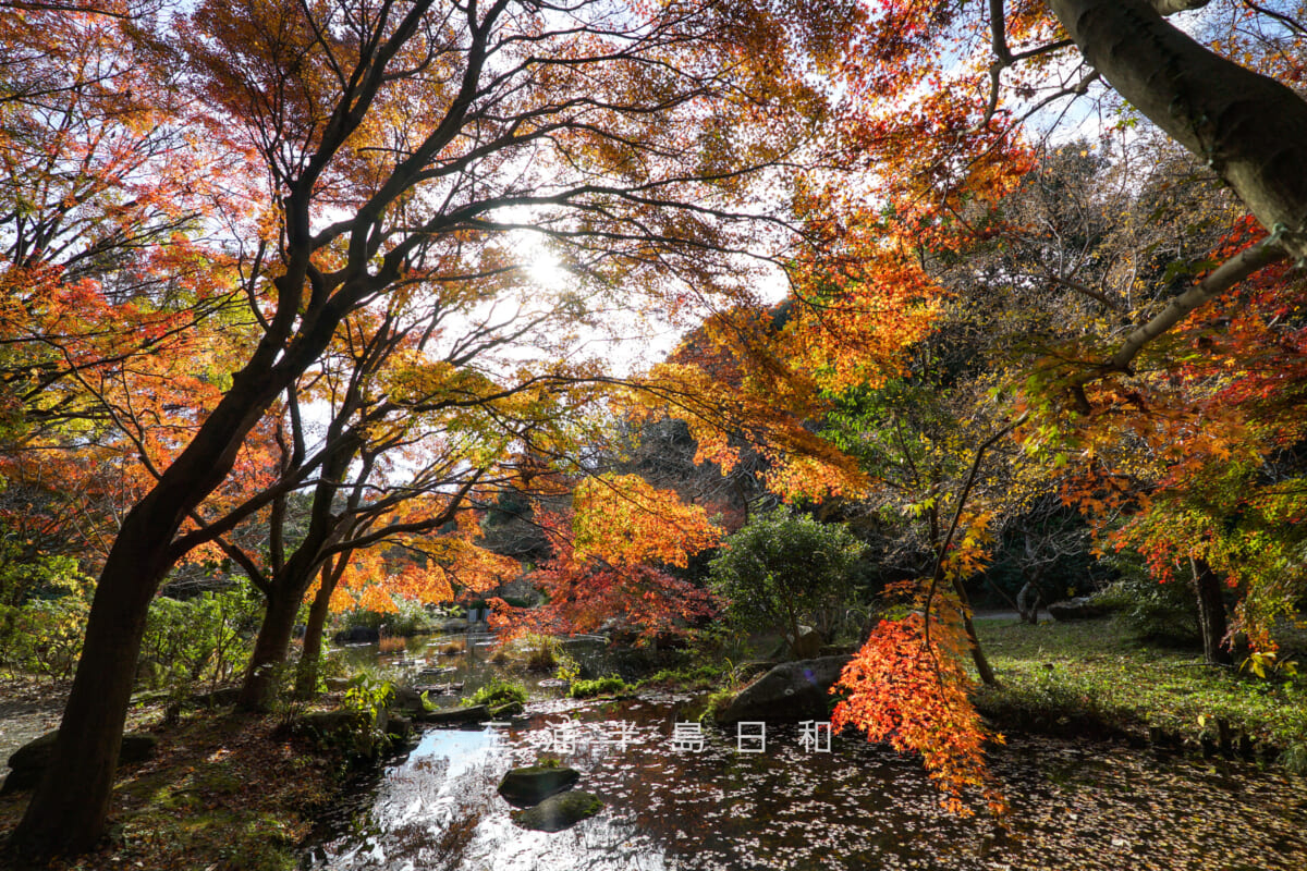 金沢自然公園・みずの谷の紅葉(撮影日:2025.12.05)