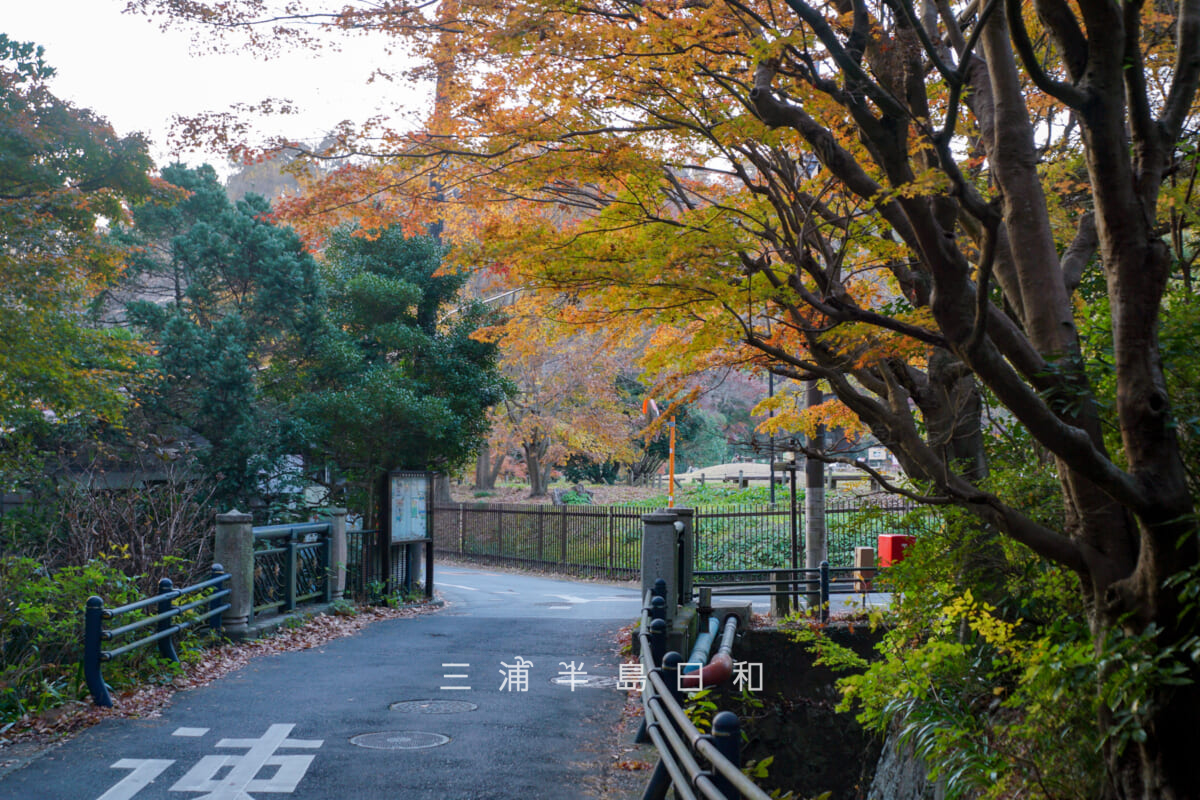 通玄橋周辺の紅葉(撮影日:2025.12.10)