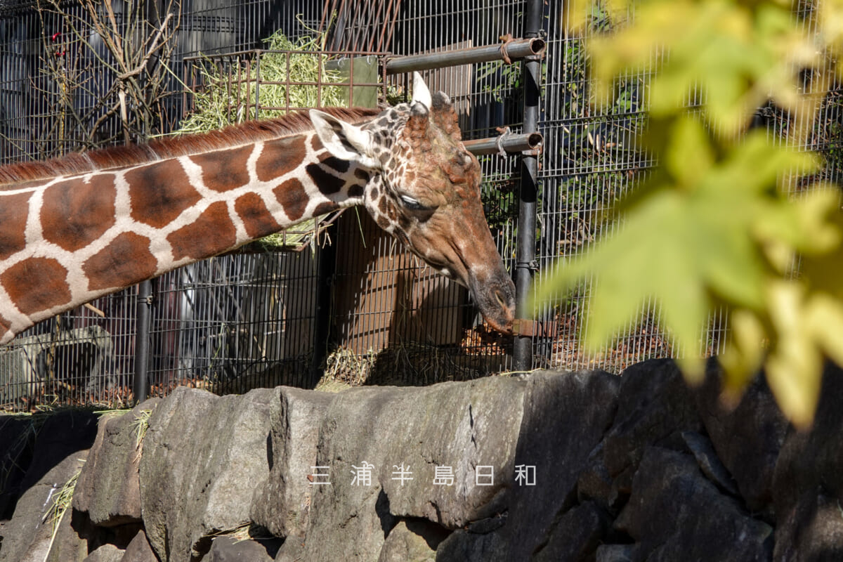 金沢動物園・アフリカ区-お食事中のキリン(撮影日:2025.12.05)