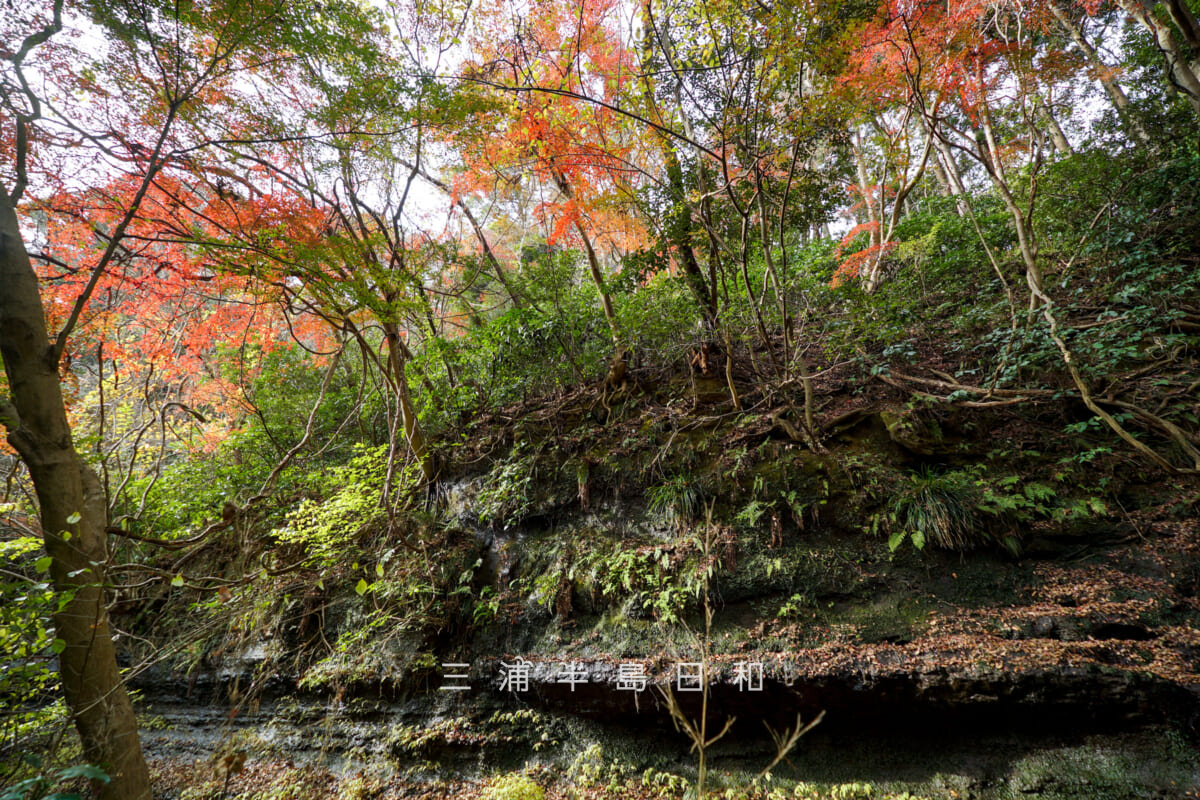 吉沢川渓流-上流の紅葉スポット②・崖地上のモミジを見上げる(撮影日:2025.12.10)