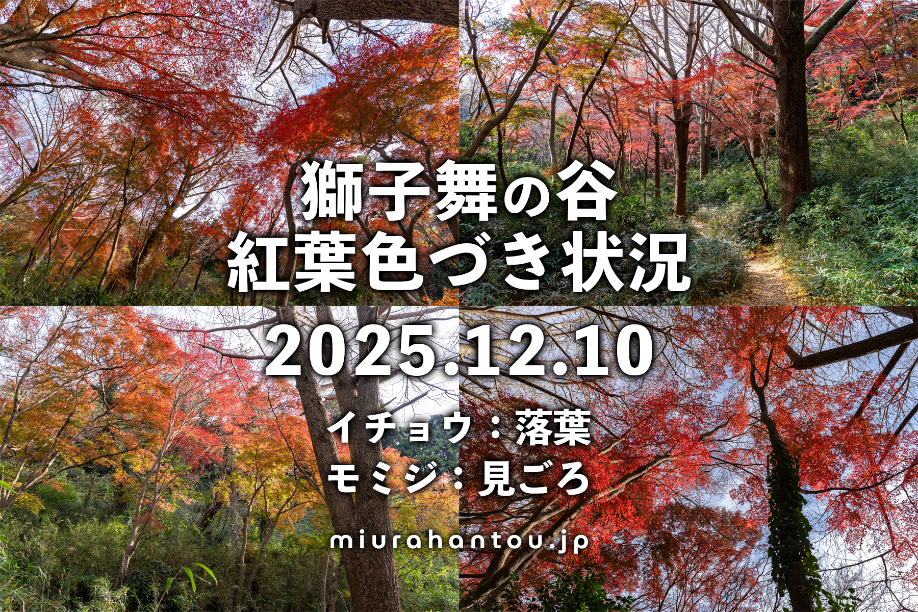 獅子舞（獅子舞谷）・紅葉色づき状況（撮影日：2025.12.10）