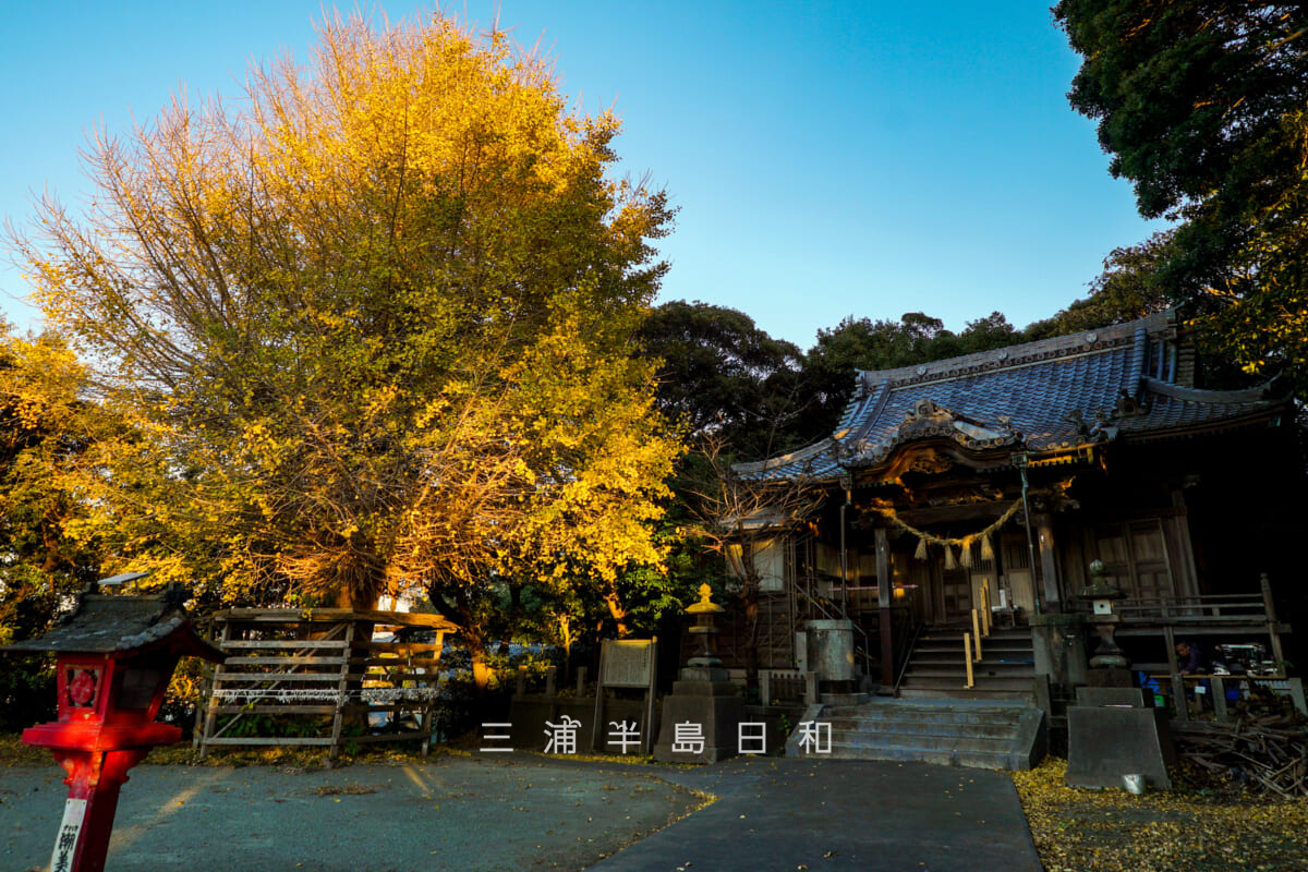 長井熊野神社・夕陽を浴びて黄金色に輝くイチョウ（撮影日：2025.12.05）