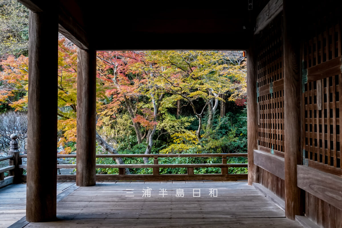 妙本寺・祖師堂よりモミジの紅葉を望む(撮影日:2025.12.12)