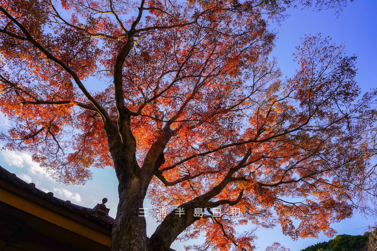 瑞泉寺・名勝瑞泉寺庭園のモミジの紅葉を見上げる(撮影日:2025.12.10)