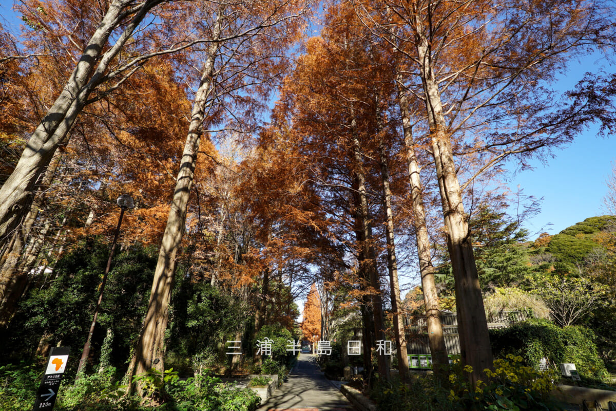 金沢動物園・身近ないきもの館前とわくわく広場の間のメタセコイア並木(撮影日:2025.12.05)