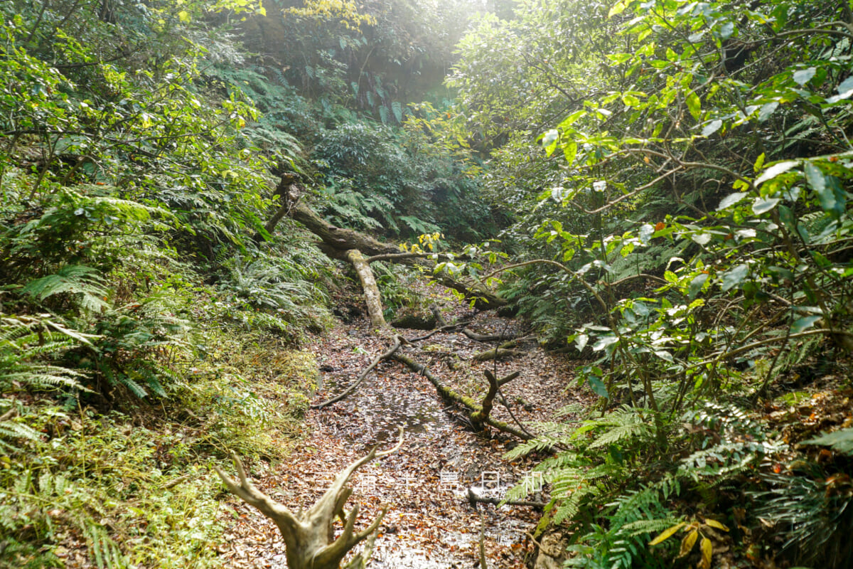 吉沢川渓流・上流の典型的な風景（撮影日：2025.12.10）