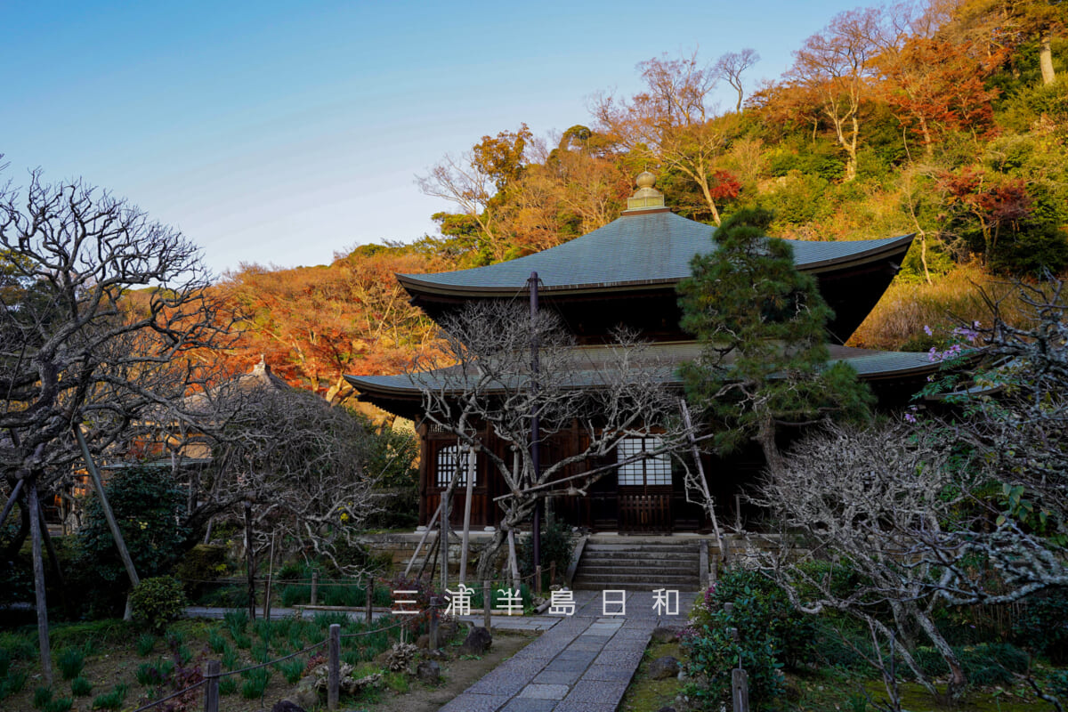瑞泉寺・西日を浴びて鮮やかな本堂裏の紅葉(撮影日:2025.12.10)