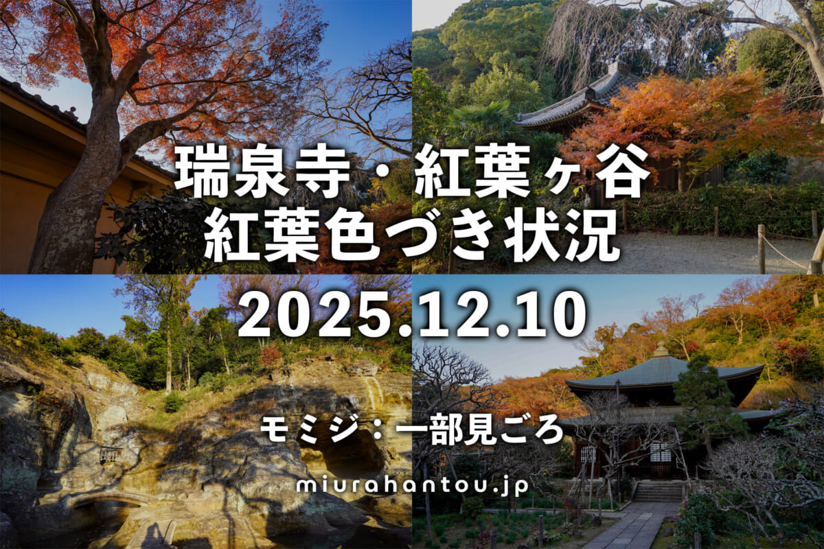 瑞泉寺・紅葉色づき状況（撮影日：2025.12.10）