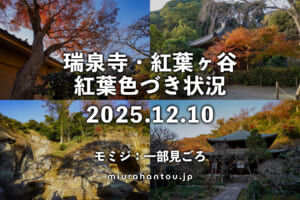瑞泉寺・紅葉色づき状況（撮影日：2025.12.10）